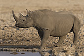 Black Rhinocéros (Diceros Bicornis) at the waterhole, Etosha, Namibia