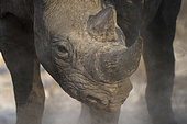 Black Rhinocéros (Diceros Bicornis) portrait, Etosha, Namibia