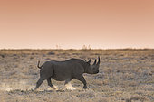 Black Rhinoceros (Diceros bicornis) walking at dusk, Etosha, Namibia