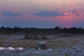 Black Rhinocéros (Diceros Bicornis) at the waterhole at the sunet time, Etosha, Namibia