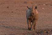 Black Rhinocéros (Diceros bicornis) at the sunet time, Etosha, Namibia