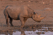 Black Rhinocéros (Diceros bicornis) drinking at the sunet time, Etosha, Namibia