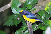 Orange-bellied euphonia (Euphonia xanthogaster) male on a branch, Ecuador