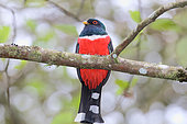 Masked Trogon (Trogon personatus) male on a branch, Ecuador
