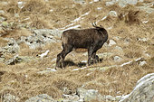 Ermine (Mustela erminéa) in winter coat running near an Alpine Chamois (Rupicapra rupicapra), Mercantour, Alpes, France
