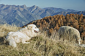 Mountain dog and Ewe on the mountain pasture, Meat-type breed, Authion massif, Mercantour, Alpes, France