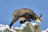 Alpine Chamois (Rupicapra rupicapra), Mercantour, Alpes, France