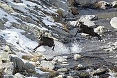 Alpine Chamois (Rupicapra rupicapra), rutting period in November, Mercantour, Alpes, France