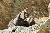 Alpine Chamois (Rupicapra rupicapra), female and young, Mercantour, Alpes, France