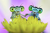 Two damselflies on a wild flower