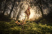 Empusa, Undergrowth, Reggio Emilia, Italy