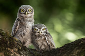 Little Owl (Athene noctua) on a branch, Mantova, Italy