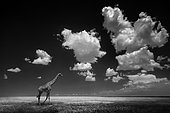 Giraffa (Giraffa camelopardalis) walking in plain with clouds, Serengeti, Tanzania