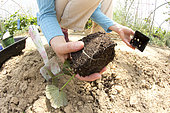 Planting sweet potato (Ipomoea batatas)