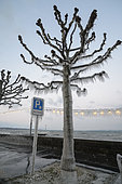 Ice sculptures on the shores of Lake Geneva during the cold wind episode of 17 January 2017, Versoix, Switzerland