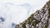 Bouquetin des Alpes (Capra ibex) Etagne au pied d’une pente rocheuse un jour de pluie dans le massif du Chablais, Alpes, France