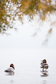 Common merganser (Mergus merganser) and Common pochard (Aythya ferina) on a bank of the lake of Geneva, Lausanne, Switzerland