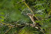 European honey buzzard (Pernis apivorus) on a branch at the edge of a field, Occitanie, France