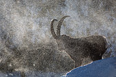 Alpine ibex (Capra ibex) exposed to wind and snow during the breeding season in december, Jura mountains, Switzerland