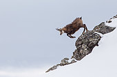 Chamois des Alpes (Rupicapra rupicapra) sautant depuis un rocher au printemps, Alpes, France