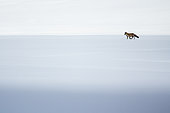 Red fox (Vulpes vulpes) looking for preys in a snowy field in the middle of the day, Alps, France).
