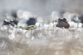 Common frogs (Rana temporaria) grouped in a pond in march during breeding season, Alpes, France