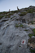 Alpine Ibexes (Capra ibex) and indication of their presence on a rock, Chablais mountains, Alps, France