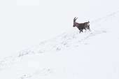 Alpine ibex (capra ibex) after the first snowfall, Chablais mountains, Alps, France).