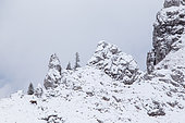 Alpine ibex (capra ibex) in his steep environment after the first snowfall, Chablais mountains, Alps, France).