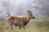 Female ibex (capra ibex) losing its winter hair, Jura mountains, Switzerland
