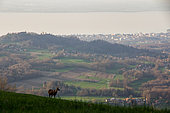 Chamois (Rupicapra rupicapra) in front of the lake of Geneva, with Thonon-les-bains (town) in the background, Haute-Savoie, France