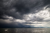 Mute swan (Cygnus olor) under a stormy sky on the lake of Geneva, Lausanne, Switzerland