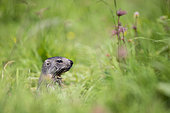 Alpine marmot (marmota marmota) Young in a humid montane grassland in jully, Alps, France).