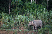 Borneo pygmy elephant (elephas maximus borneensis) walking on a bank of Kinabatangan river, Sabah, Malaysia
