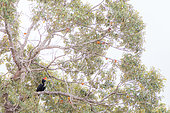 Borneo Rhinoceros hornbill (buceros rhinoceros borneensis) in the canopy, Sabah, Borneo, Malaysia