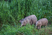 Borneo pygmy elephant (elephas maximus borneensis) walking on a bank of Kinabatangan river, Sabah, Malaysia