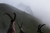 Group of alpine ibexes (capra ibex) grouped for the summer, in the fog, Chablais mountains, Alpes, France