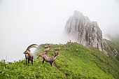 Groupe de Bouquetins des Alpes (Capra ibex) regroupés pour la période estivale, dans le brouillard, massif du Chablais, Alpes, France