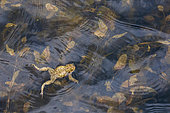 Common toad (Bufo bufo) swimming on the surface of a pond, Alpes, France