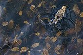 Common toad (Bufo bufo) swimming on the surface of a pond, Alpes, France