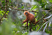 Maroon leaf monkey (Presbytis rubincunda) eating leaves in the trees, Tawau hills park, Sabah, Malaysia