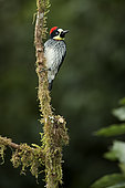 Acorn woodpecker (Melanerpes formicivorus stristipectus), Talamanca Mountains, Costa Rica