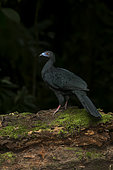 Black guan (Chamaeptes unicolor), Central Volcanic Range, Costa Rica