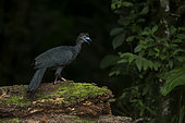 Black guan (Chamaeptes unicolor), Central Volcanic Range, Costa Rica