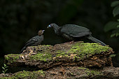 Black Guan (Chamaepetes unicolor), adult with chick, Costa Rica