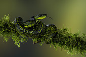 Talamanca Pit Viper (Bothriechis nubestris), on mossy branch, Talamanca Mountains, Costa Rica, July