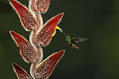 Colibri à tête cuivrée (Elvira cupreiceps) mâle butinant une fleur d'Héliconia en vol , Costa Rica