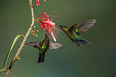Fiery-throated hummingbird (Panterpe insignis), two birds feeding on flower, Talamanca Mountains, Costa Rica, July