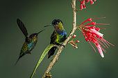 Fiery-throated hummingbird (Panterpe insignis), one bird perched and another flying in background, Talamanca Mountains, Costa Rica, July