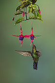 Fiery-throated hummingbird (Panterpe insignis), feeding on hanging flowers, Talamanca Mountains, Costa Rica,
